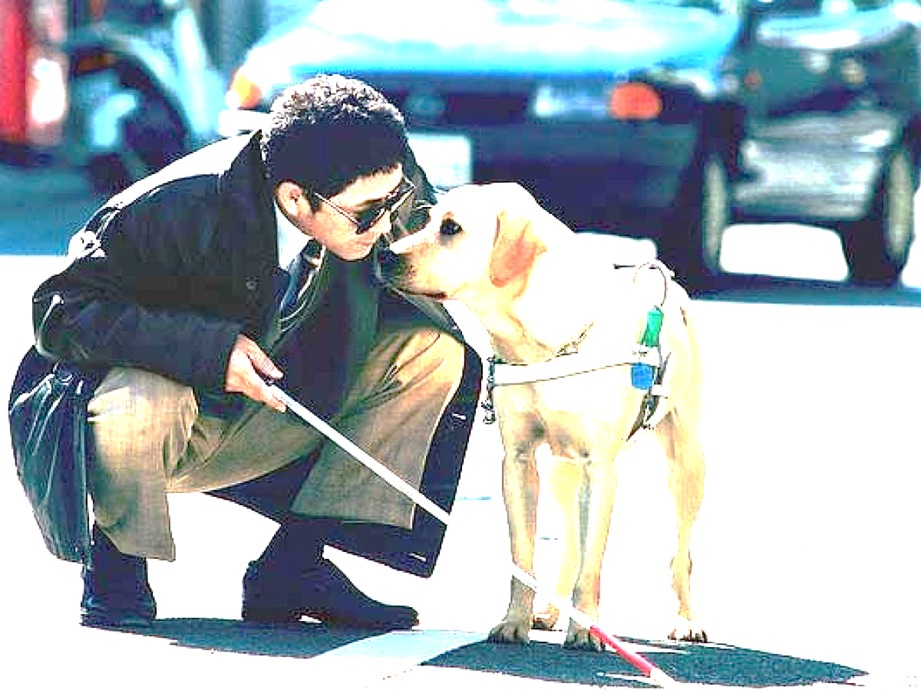 Certificado Service Dog